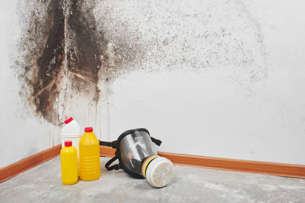 Best Toxic Mold Removal  in Orland Hls, IL