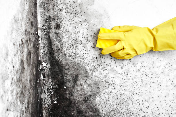 Reliable Orland Hills, IL Mold Removal Solutions