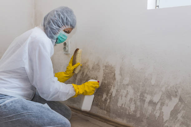 Best Emergency Mold Removal  in Orland Hls, IL