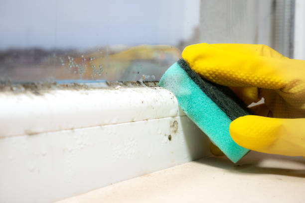 Best Crawl Space Mold Removal  in Orland Hls, IL