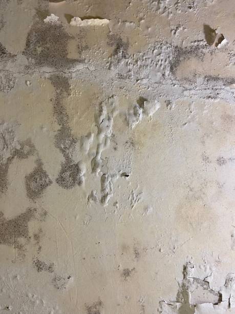 Best Mold Testing  in Orland Hls, IL