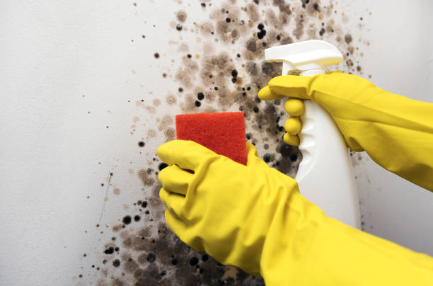 Best Best Mold Removal Companies  in Orland Hls, IL