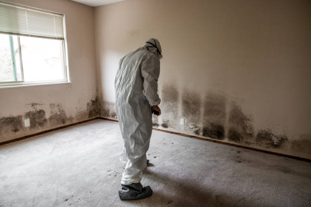 Best Residential Mold Removal  in Orland Hls, IL