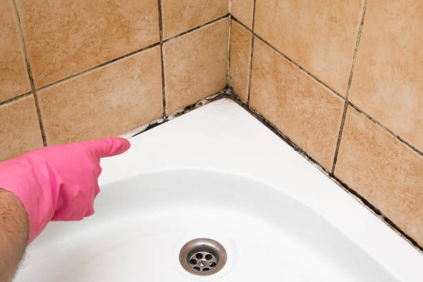 Best Best Mold Removal Companies  in Orland Hls, IL